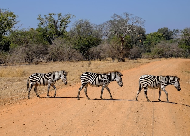 Photo gratuit belle photo de trois zèbres traversant la route en safari avec des arbres