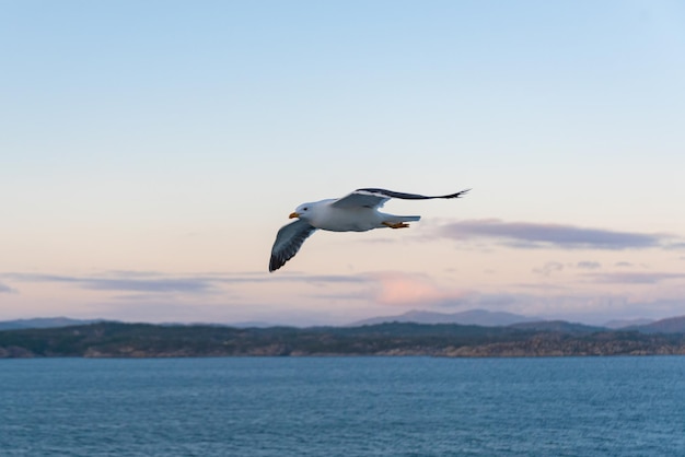 Photo gratuite une belle photo des vagues de la mer un oiseau qui vole