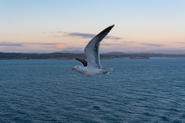 Photo gratuite une belle photo des vagues de la mer un oiseau qui vole