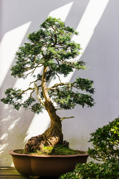 Photo gratuite belle plante verte sur fond blanc