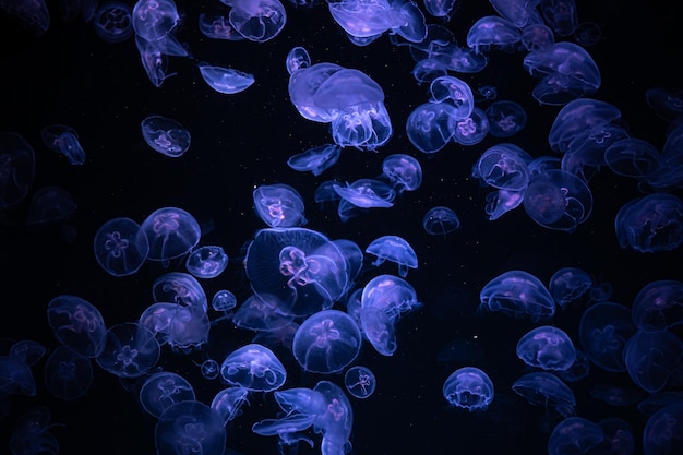 Photo gratuit belle réflexion lumineuse sur les méduses dans l'aquarium