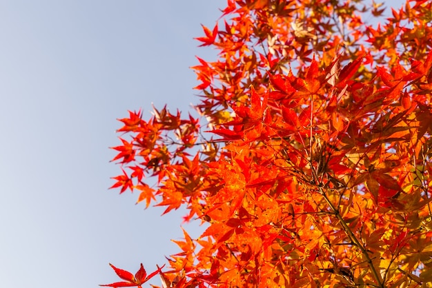 Photo gratuite belles feuilles d'automne colorés