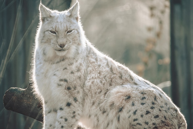 Photo gratuite bobcat assis grand sur un journal dans un zoo