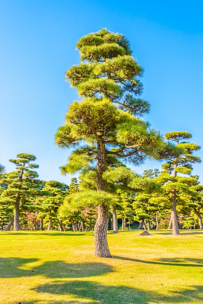 Photo gratuite bonsaï dans le jardin du palais impérial à tokyo city japon