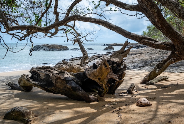 Photo gratuit et les branches d'un arbre sur la plage près de l'océan à cairns cape tribulation australie