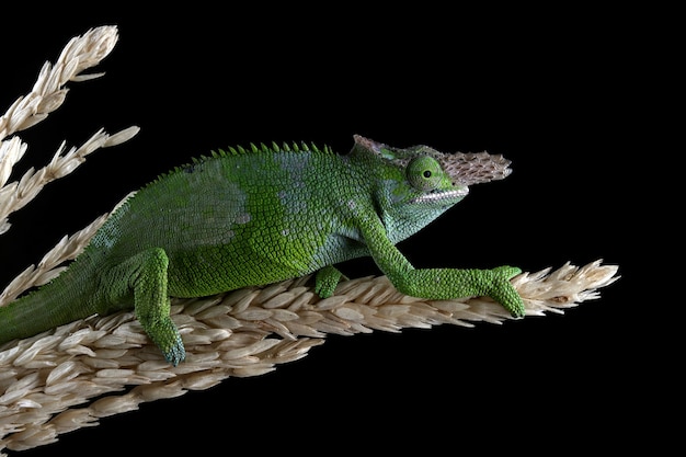 Photo gratuite caméléon de fischer sur fond noir