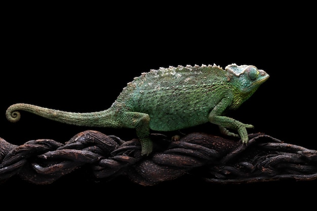 Caméléon jackson femelle marchant sur une branche avec un fond noir Caméléon jackson femelle sur une branche