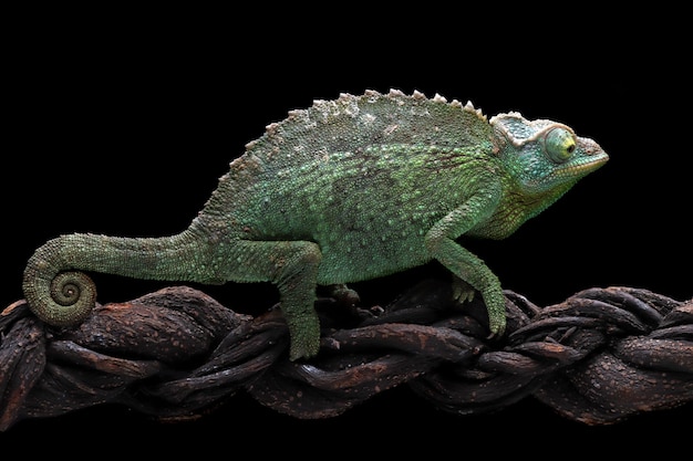 Photo gratuite caméléon jackson femelle marchant sur une branche avec un fond noir caméléon jackson femelle sur une branche