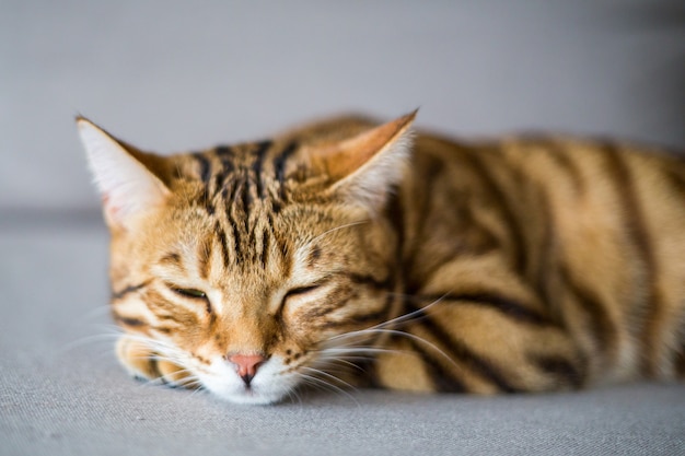 Photo gratuite capture sélective d'un chat bengal domestiqué dormant sur une surface lisse