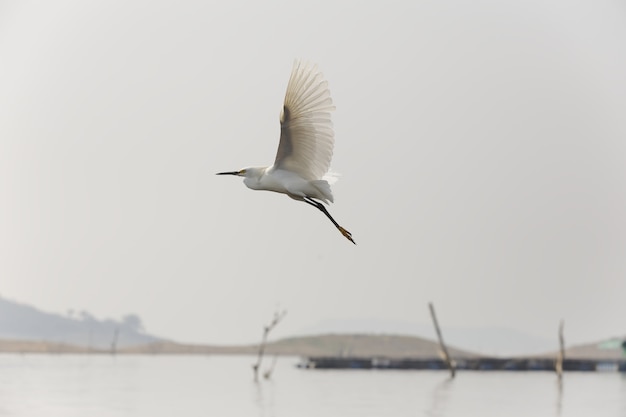 Photo gratuite capture sélective d'une petite aigrette volant au-dessus d'un lac