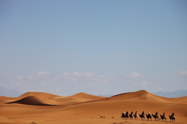 Photo gratuit caravane de chameaux dans un désert au xinjiang, chine