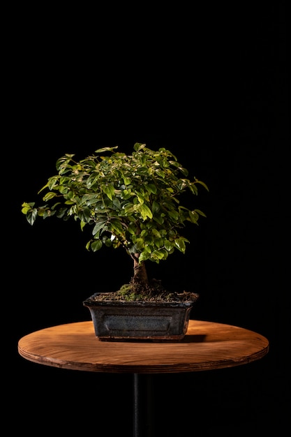 Photo gratuite célébrez le jour de l'arbre avec une plante en pot sur la table