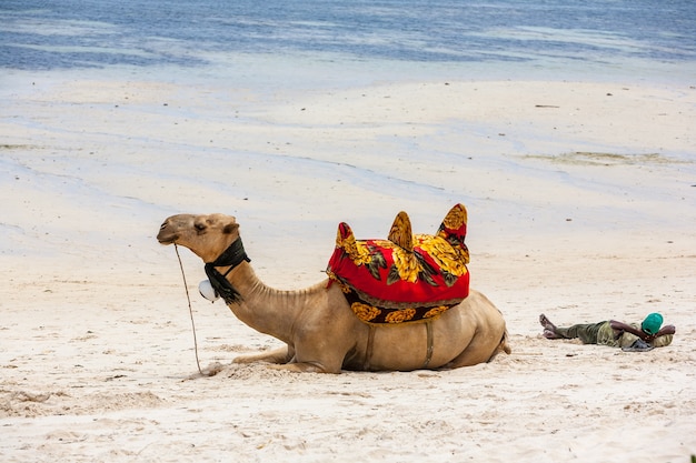 Photo gratuit chameau couché sur le sable dans le contexte de l'océan et des bateaux