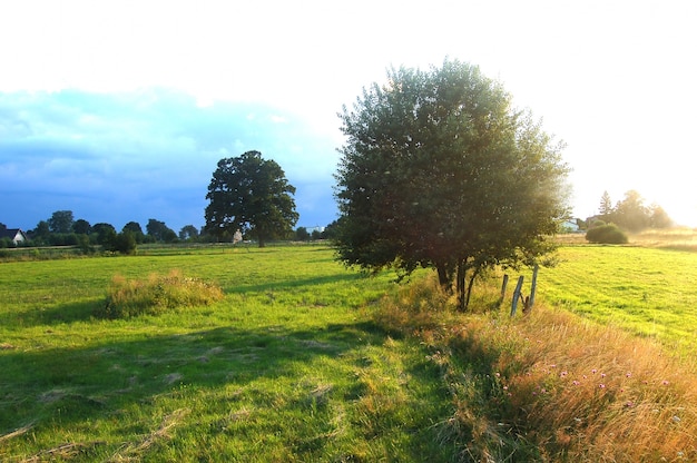 Photo gratuite champ avec des arbres et de l'herbe