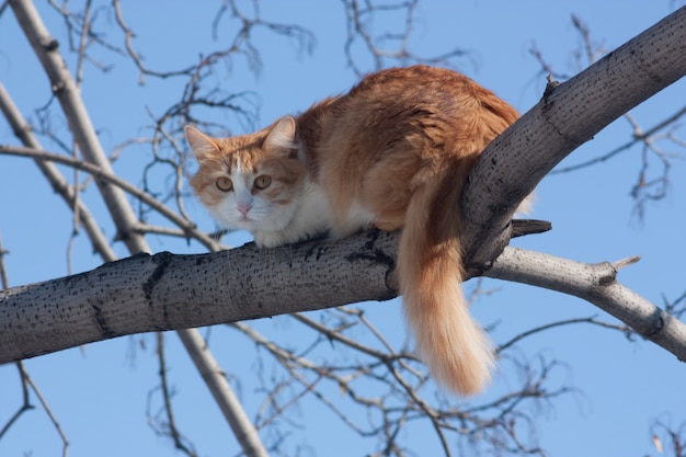 Photo gratuite chat sur un arbre