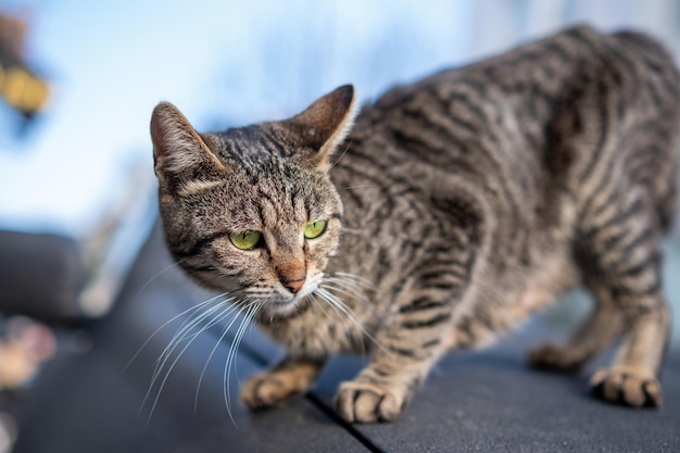 Photo gratuite chat errant turc local qui s'étire sur la voiture noire