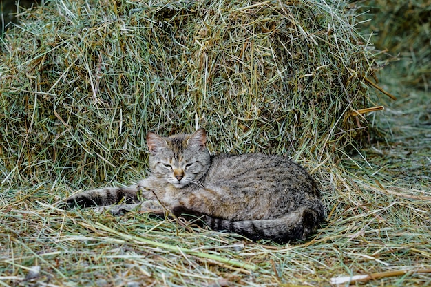 Photo gratuite chat gris consanguin aux yeux verts fait la sieste dans une pile de vie rurale de foin frais