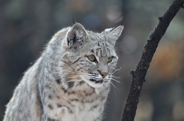 Photo gratuite chat lynx aux oreilles pointues à l'affût.