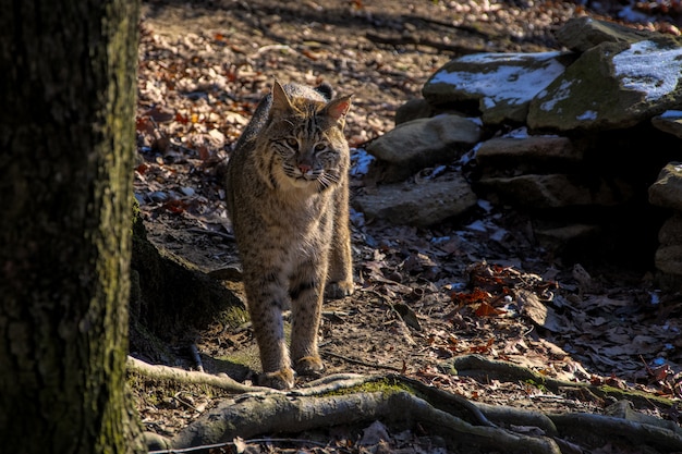 Photo gratuite chat sauvage debout près d'un arbre tout en regardant la caméra