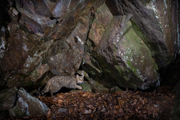 Photo gratuite chat sauvage européen dans un bel habitat naturel