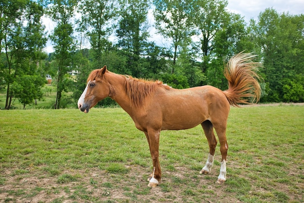 Photo gratuit cheval brun debout sur le paysage verdoyant à côté des arbres