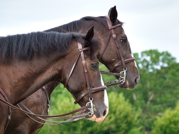 Photo gratuit chevaux bruns dans un champ entouré de verdure avec un arrière-plan flou