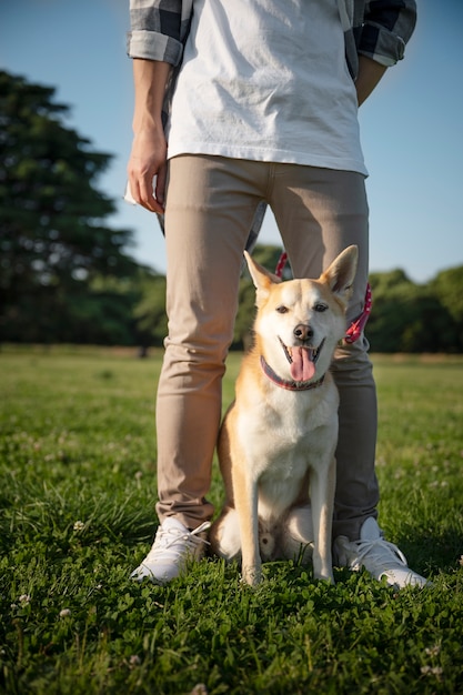 Photo gratuit chien shiba inu se promenant