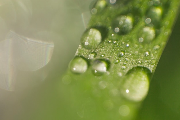 Photo gratuite close-up de la lame avec des gouttes d'eau