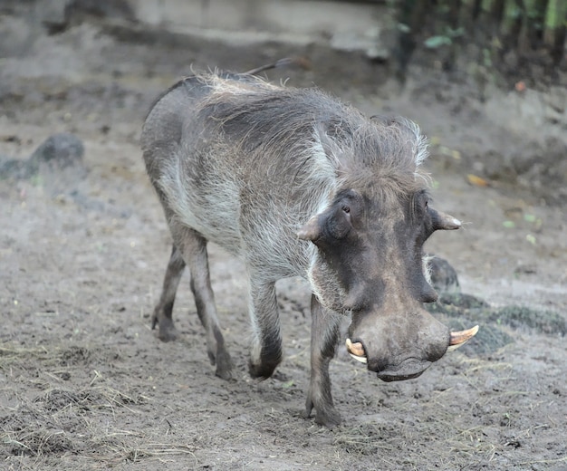 Photo gratuite cochon sauvage en milieu naturel