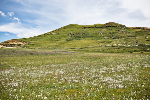 Photo gratuite colline verte avec des fleurs blanches