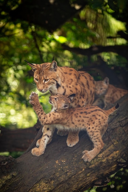 Photo gratuite combat de bouquetins dans la région des montagnes rocheuses animaux sauvages en captivité deux mâles se battant pour les femelles