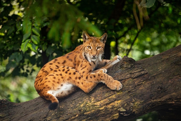 Photo gratuite combat de bouquetins dans la région des montagnes rocheuses animaux sauvages en captivité deux mâles se battant pour les femelles