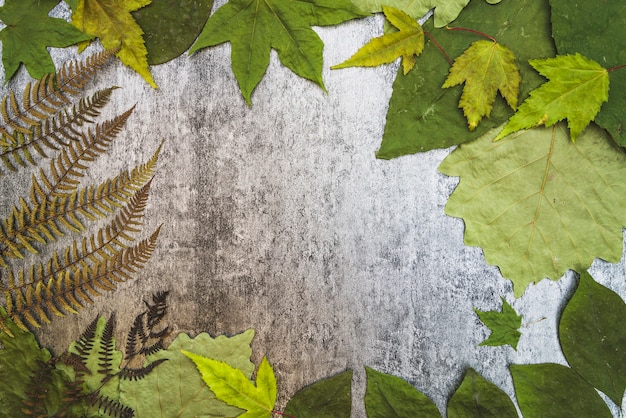 Photo gratuite composition de la trame avec différentes feuilles et fougères