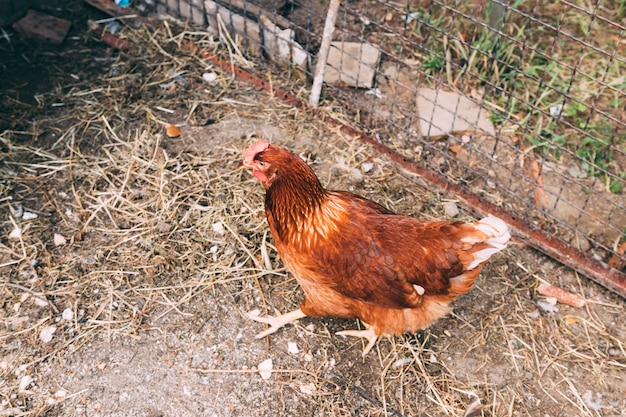 Photo gratuite concept de ferme avec du poulet