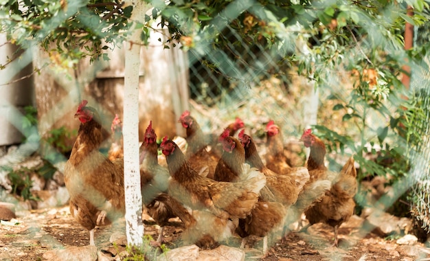 Photo gratuite concept de vie à la ferme avec des poulets derrière une clôture