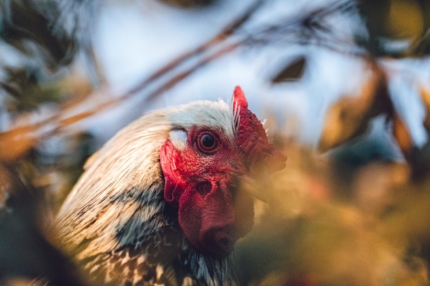 Photo gratuite coq blanc