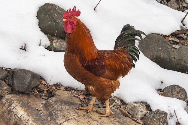 Photo gratuite coq se réveillant dans une zone enneigée pendant la journée