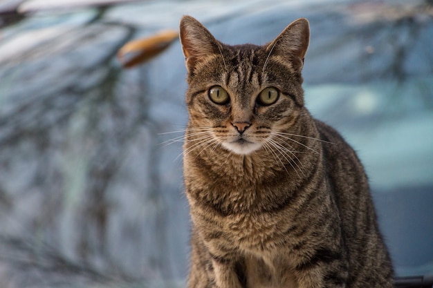 Photo gratuite coup de mise au point sélective d'un chat brun posant pour la caméra