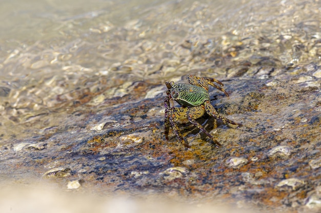 Photo gratuit crabe marchant dans l'eau se bouchent