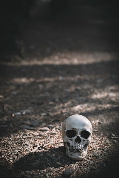 Photo gratuite crâne mort placé sur un sol gris pendant la journée