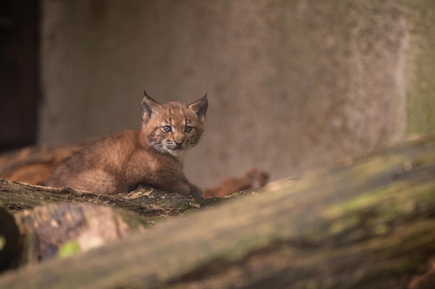 Photo gratuite cub de lynx magnifique et en voie de disparition dans l'habitat naturel lynx lynx