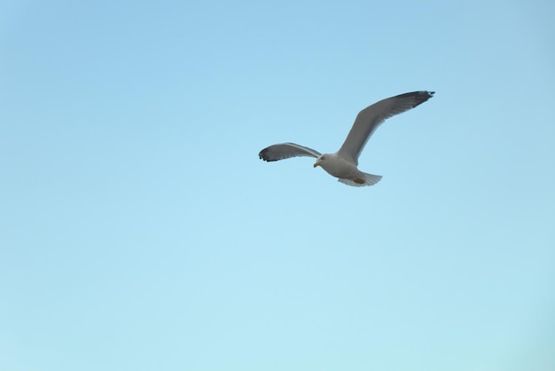 Photo gratuite dans un ciel bleu clair une mouette solitaire vole