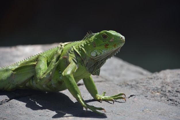 Démangeaisons d'iguane vert vif avec son pied arrière sur un rocher