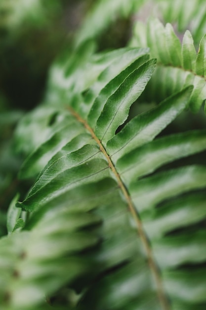 Photo gratuite détail de la feuille tropicale