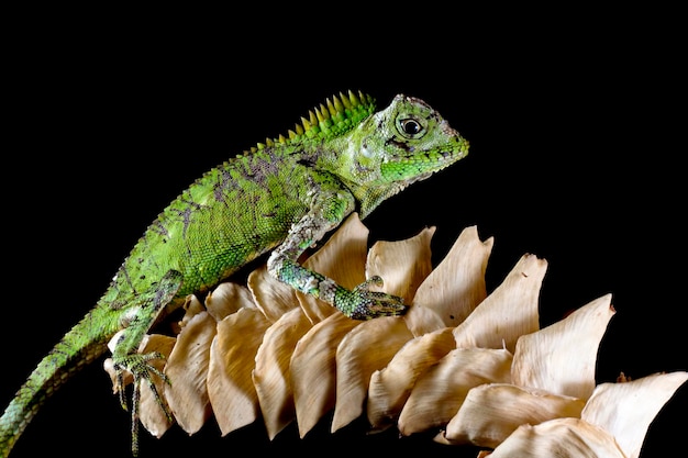 Photo gratuite dragon de forêt lézard sur bois avec gros plan animal fond noir