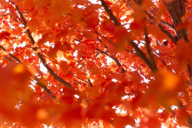 Photo gratuite Érable aux feuilles rouges sous la lumière du soleil pendant l'automne avec un arrière-plan flou