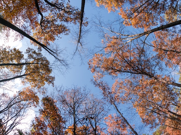 Photo gratuite faible angle de vue de grands arbres avec des feuilles aux couleurs de l'automne dans la forêt sous un ciel bleu