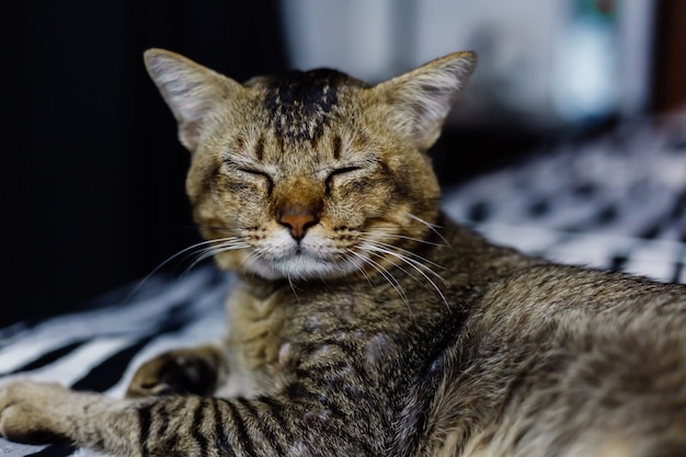 Photo gratuite fermer le portrait de beau chat dépouillé reposant sur une couverture zébrée