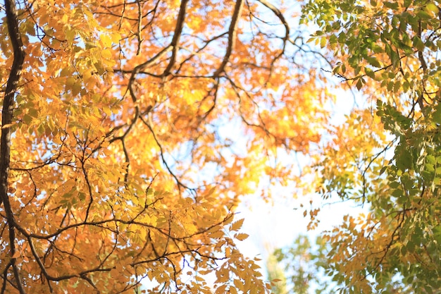 Photo gratuite feuilles d'automne