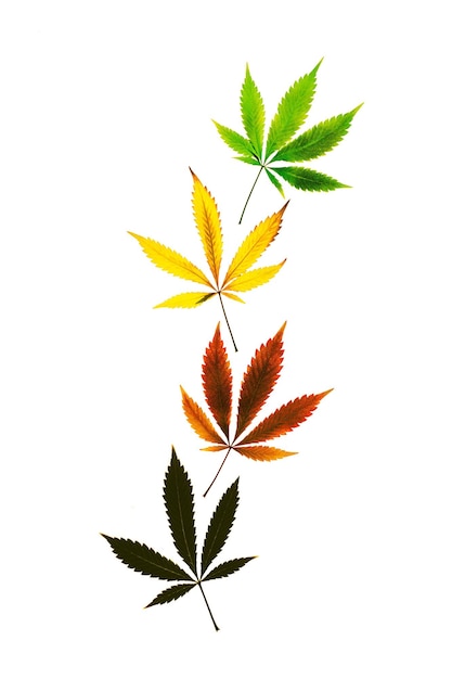 Photo gratuit feuilles de marijuana de couleur tir vertical en ligne verticale isolé sur fond blanc